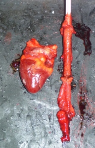 DCCO heart & trachea