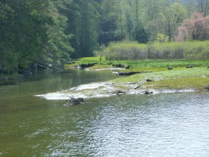 Goldstream river