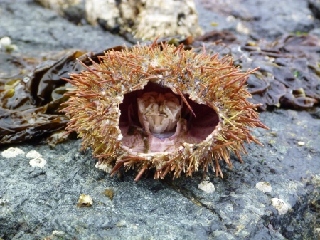 Window into a sea urchin