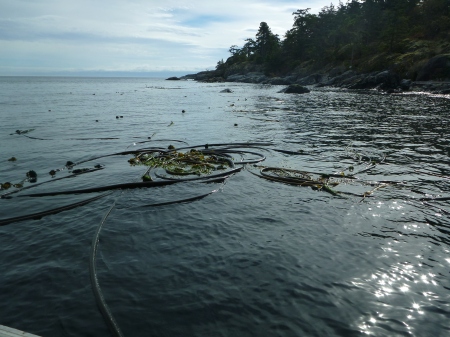 Kelp at surface