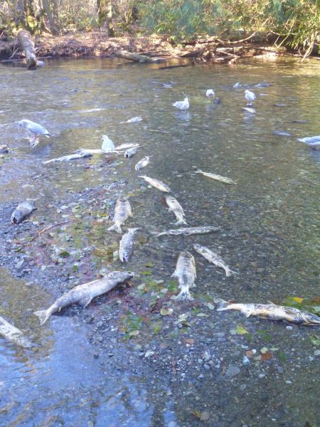 Dead salmon