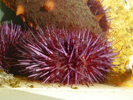 Purple urchin2