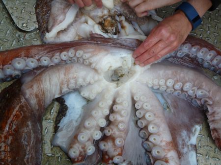 Beakless octopus