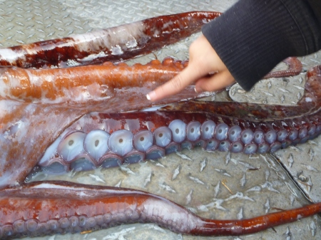 Octopus arms