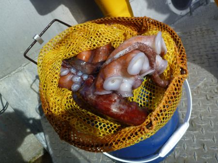 Octopus coming out of bag