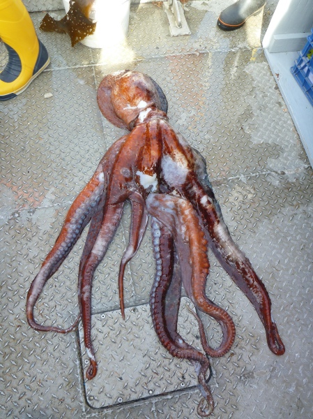 Octopus on deck