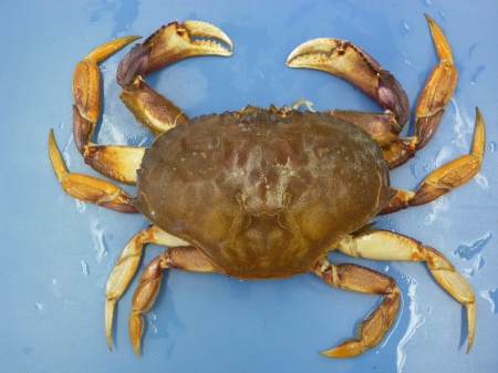 Crab molt