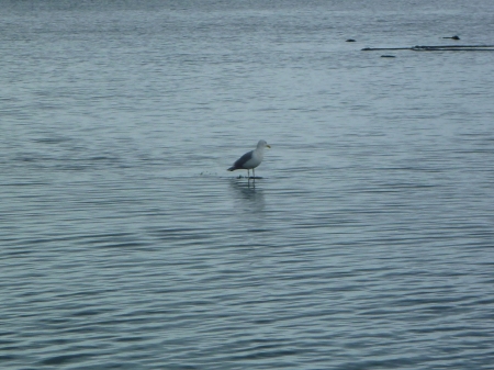 gull-standing-on-water